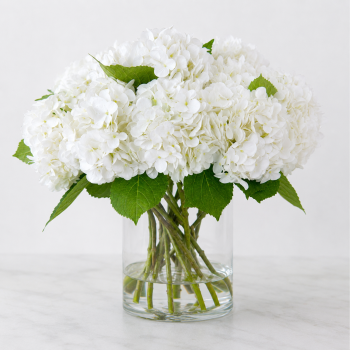 Arreglo de Hortensias Blancas